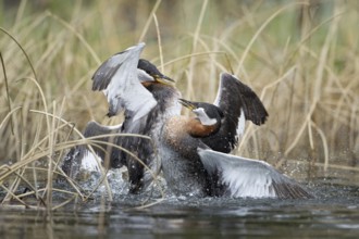 Red-necked Grebe (Podiceps grisegena), British Columbia, Canada