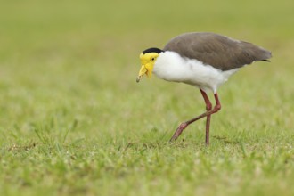 Masked Lapwing (Vanellus miles), Queensland, Australia