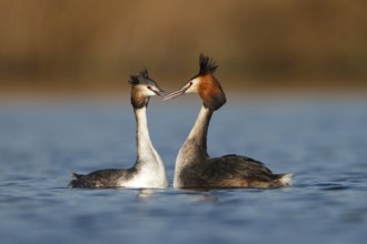 Great Crested Grebe (Podiceps cristatus) pair displaying, Utrecht, Netherlands