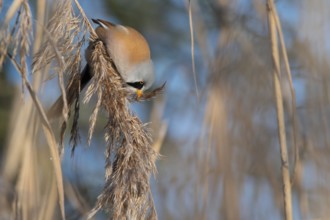 Bearded Reedling (Panurus biarmicus) male feeding on reed seed, Thuringia, Germany