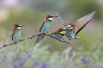 European Bee-eater (Merops apiaster) group perched on a branch, Subotica, Serbia