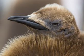 King Penguin (Aptenodytes patagonicus) juvenile, Falkland Islands