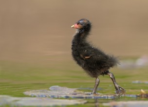 Common Moorhen (Gallinula chloropus) juvenile, North Rhine-Westphalia, Germany
