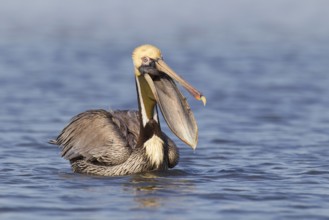 Brown Pelican (Pelecanus occidentalis), Florida, USA