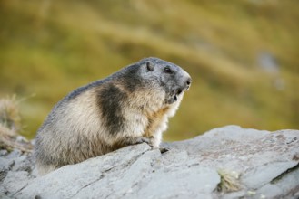 Alpine marmot (Marmota marmota) calling, Hohe Tauern National Park, Austria