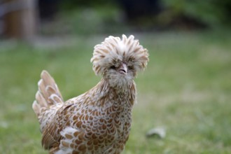 Domestic fowl (Gallus gallus domesticus), Paduan, feathers, breed, garden