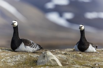 White-fronted Goose (Branta leucopsis), Geese (Anseriformes), pair lying on the ground, Aventdalen,