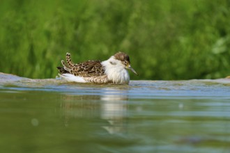 Bird lying in the water, surrounded by green landscape, Ruff (Calidris pugnax), Spring, France
