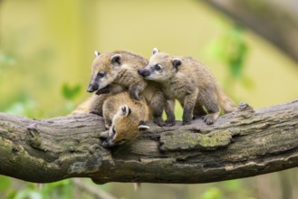 South American coati (Nasua nasua) youngsters on an old tree trunk, captive, Zoo Augsburg