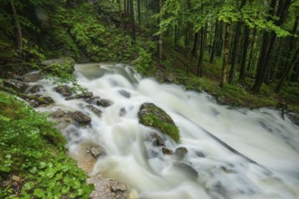 Roaring Weissbach with the waterhole. The Weissbach spring after heavy rain near Inzell in the Alps