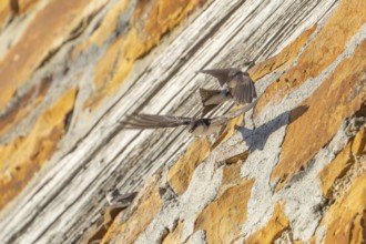 House martins fly lively in front of old house facade