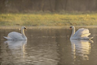 Two elegant swans swim peacefully on a calm lake, reflecting the warm colours of the sunrise. The