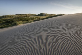 Dunes, wind-sculpted wave patterns in the sand, standing grass, dune landscape, holiday settlement,