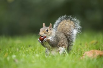 Grey squirrel (Sciurus carolinensis) adult animal feeding on a Horse chestnut tree nut or conker in