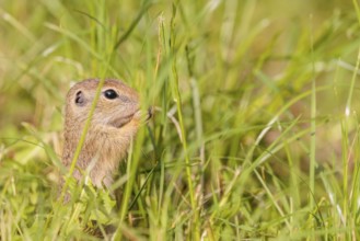 A young European ground squirrel (Spermophilus citellus) or European souslik stands in a meadow
