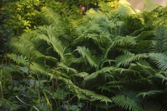 Bracken fern (Pteridium aquilinum), green leaves, garden, hardy, Germany