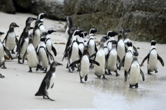 African penguin (Spheniscus demersus), adult, group, beach, Boulders Beach, Simonstown, Western