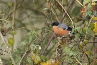 Eurasian bullfinch (Pyrrhula pyrrhula) adult male bird feeding on nettle seeds in a hedgerow,