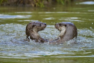 European otter (Lutra lutra), two otters playing in the water and splashing with much joy, Germany