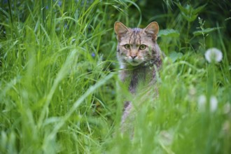 Wildcat (Felis silvestris), sitting in its natural habitat, surrounded by tall grass and