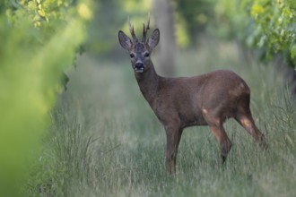 Roebuck in the vineyard in summer, Wittlich, Rhineland-Palatinate, Germany