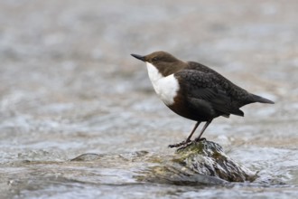 Excited... White-throated Dipper (Cinclus cinclus) standing on a stone in the middle of the water,