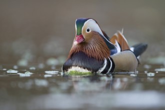 The drake... Mandarin duck (Aix galericulata), certainly one of the most beautiful ducks on our