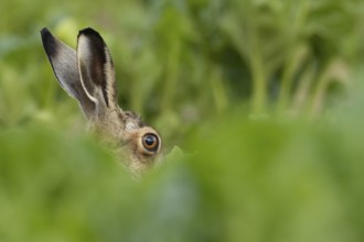 European brown hare (Lepus europaeus) adult animal in a farmland sugar beet crop, England, United