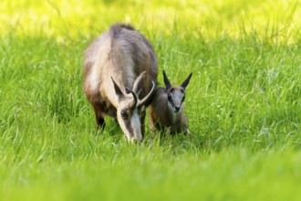 Chamois mother and young grazing together in a natural environment, chamois, chamois, (Rupicapra
