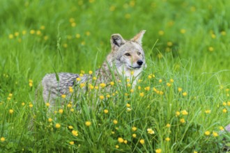 A coyote stands in a blooming meadow full of yellow flowers, surrounded by lush greenery, Coyote,