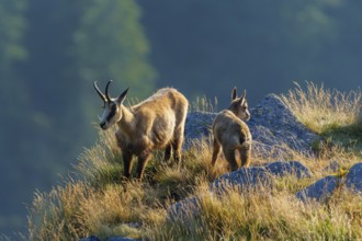 Two chamois standing on a sunny meadow with rocks in the background, chamois, chamois, (Rupicapra