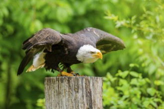 Bald eagle (Haliaeetus leucocephalus) starts flying from a tree trunk, Bavaria, Germany
