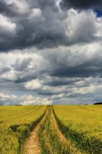 A dirt path winds through a vibrant yellow field under a sky dominated by dense, dark clouds. Puy