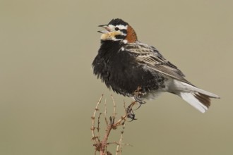 Chestnut-collared Longspur (Calcarius ornatus) singing, Alberta, Canada
