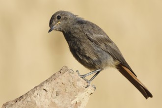 Black Redstart (Phoenicurus ochruros) female, Castile, Spain