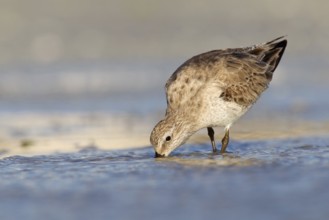 Red Knot (Calidris canutus), Florida, USA