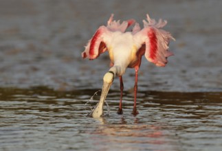 Roseate Spoonbill (Platalea ajaja), Florida, USA
