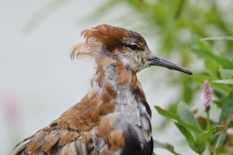Ruff (Calidris pugnax) male, Schleswig-Holstein, Germany