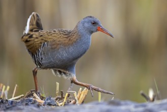 Water Rail (Rallus aquaticus) foraging, Saxony-Anhalt, Germany