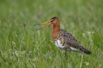 Black-tailed Godwit (Limosa limosa) calling, Netherlands