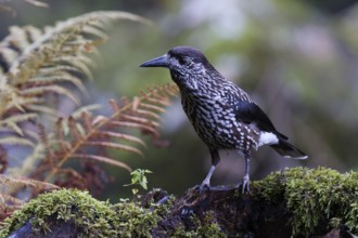 Spotted Nutcracker (Nucifraga caryocatactes) perched on the ground, Baden-Wuerttemberg, Germany