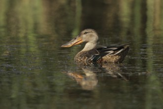 Northern Shoveler (Spatula clypeata) female, Aargau, Switzerland