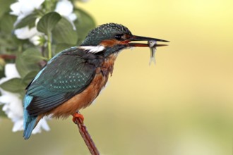 Common Kingfisher (Alcedo atthis) female, Baden-Wuerttemberg, Germany