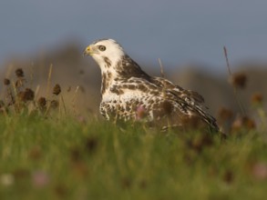 Common Buzzard (Buteo buteo), Utrecht, Netherlands