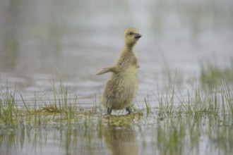 Graugans Kücken (Anser anser) Greylag Goose Chicks