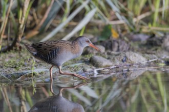 Wasserralle (Rallus aquaticus) Water Rail
