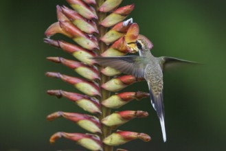 Scale-throated Hermit (Phaethornis eurynome) flying while feeding at a flower in the Atlantic