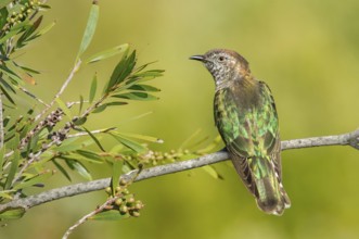 Shining Bronze Cuckoo (Chrysococcyx lucidus), Victoria, Australia