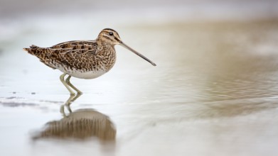 Common Snipe (Gallinago gallinago) foraging, Burgenland, Austria
