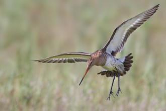Black-tailed Godwit (Limosa limosa), Texel, Netherlands
